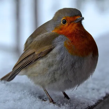 Agreable T2, 700M Thermes, Menage Inclus דירה Bagnères-de-Luchon